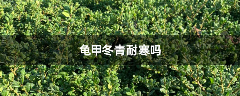 龜甲冬青耐寒嗎