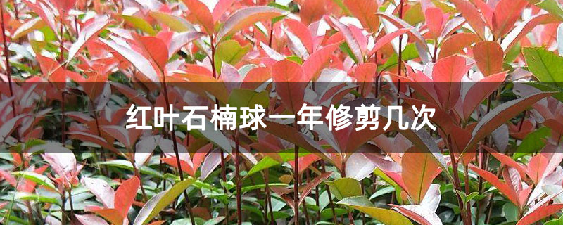 紅葉石楠球一年修剪幾次