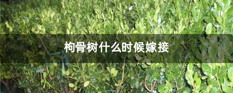 枸骨樹什么時(shí)候嫁接