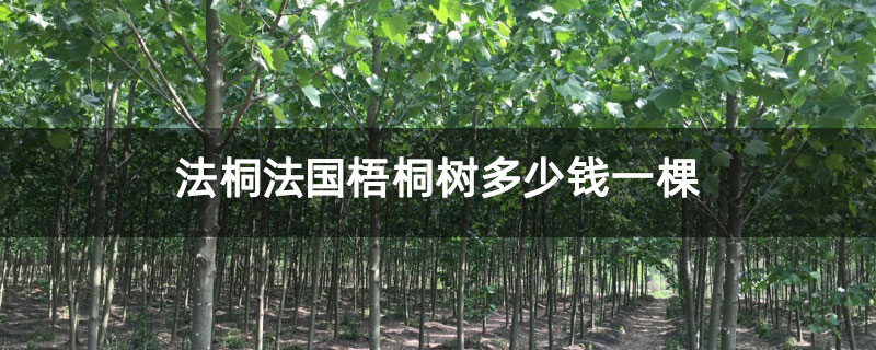 法桐法國梧桐樹多少錢一棵
