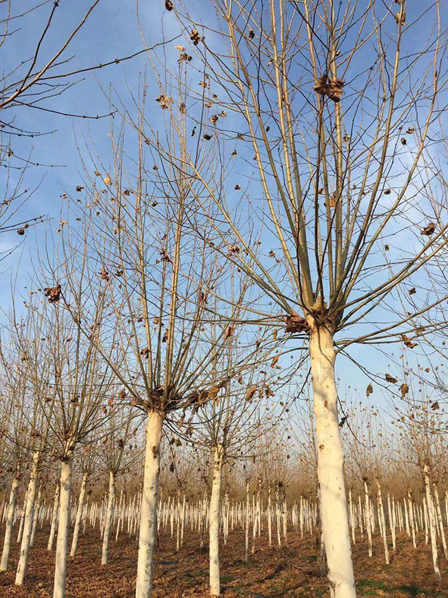 造型法桐小苗多少錢一棵?造型法桐小苗批發(fā)價(jià)格