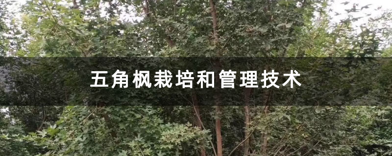 五角楓栽培和管理技術(shù)