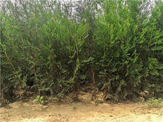 沭陽長景園林側(cè)柏種植基地實(shí)拍圖片