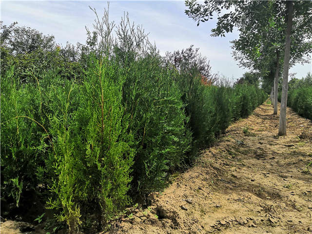 沭陽長景園林側(cè)柏種植基地實拍圖片
