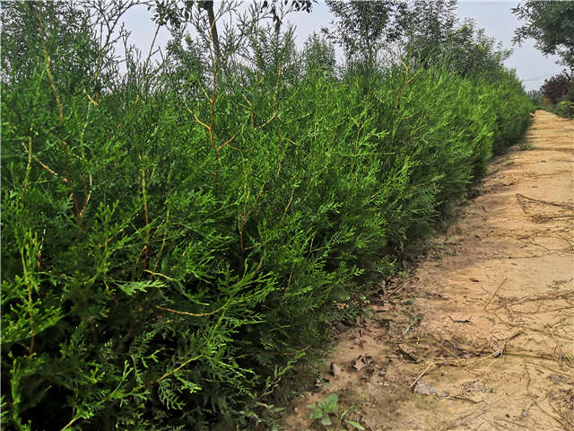 沭陽長景園林側(cè)柏種植基地實拍圖片