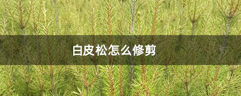 白皮松怎么修剪