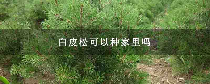 白皮松可以種家里嗎