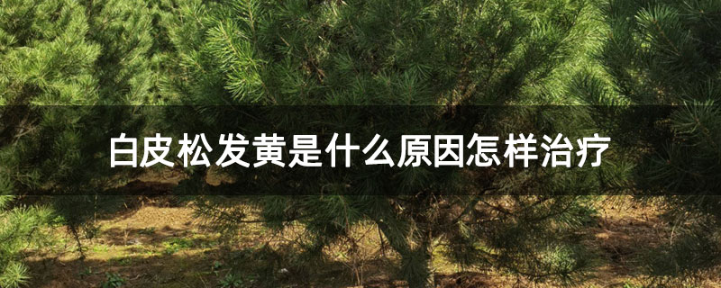 白皮松發(fā)黃是什么原因怎樣治療