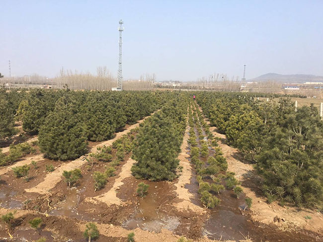 白皮松怎么種植?白皮松樹苗的種植管理技術