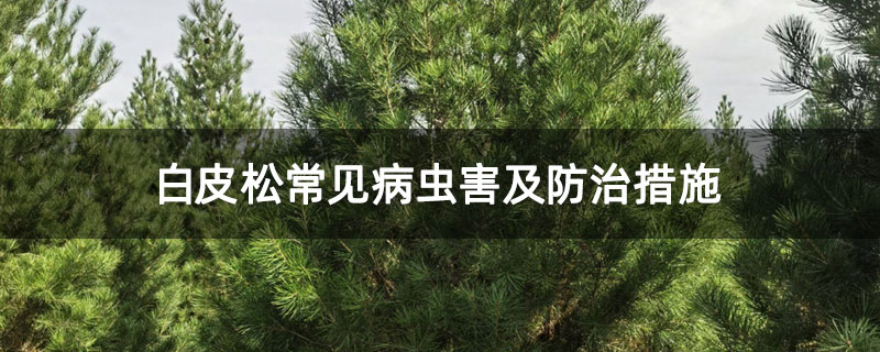 白皮松常見病蟲害及防治措施