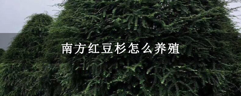 南方紅豆杉怎么養(yǎng)殖