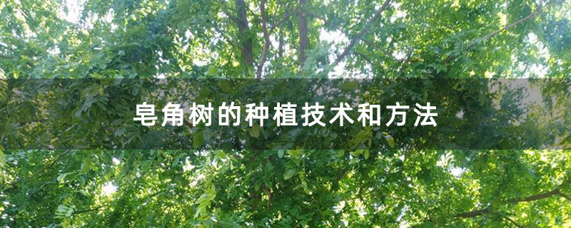 皂角樹(shù)基地