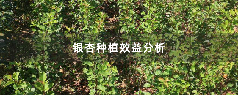 銀杏種植效益分析