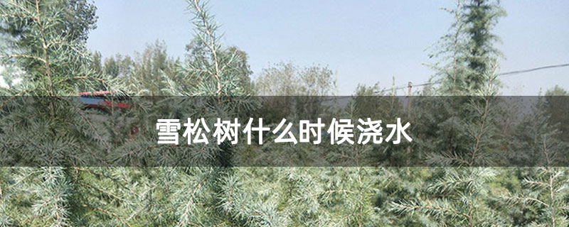 雪松樹(shù)什么時(shí)候澆水