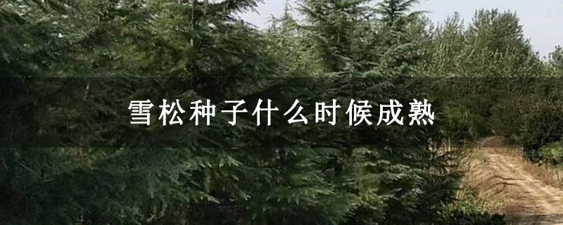 雪松種子什么時候成熟