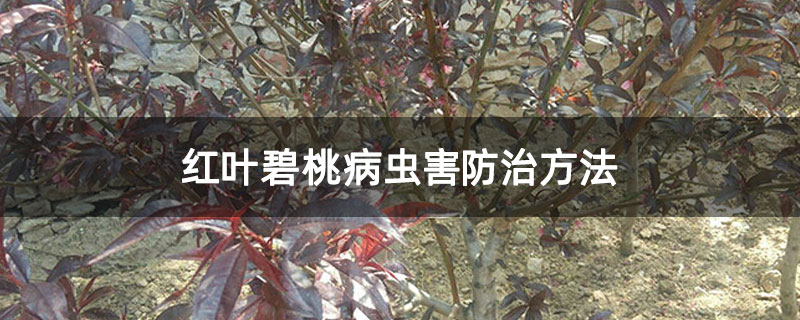 紅葉碧桃病蟲害防治方法