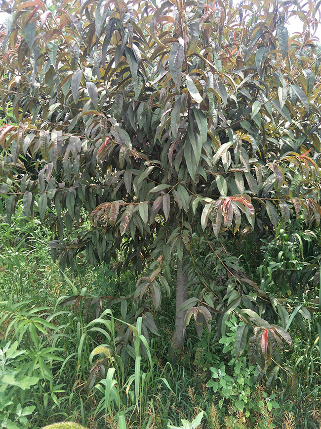 紅葉碧桃種子如何種植?紅葉碧桃種植經(jīng)驗