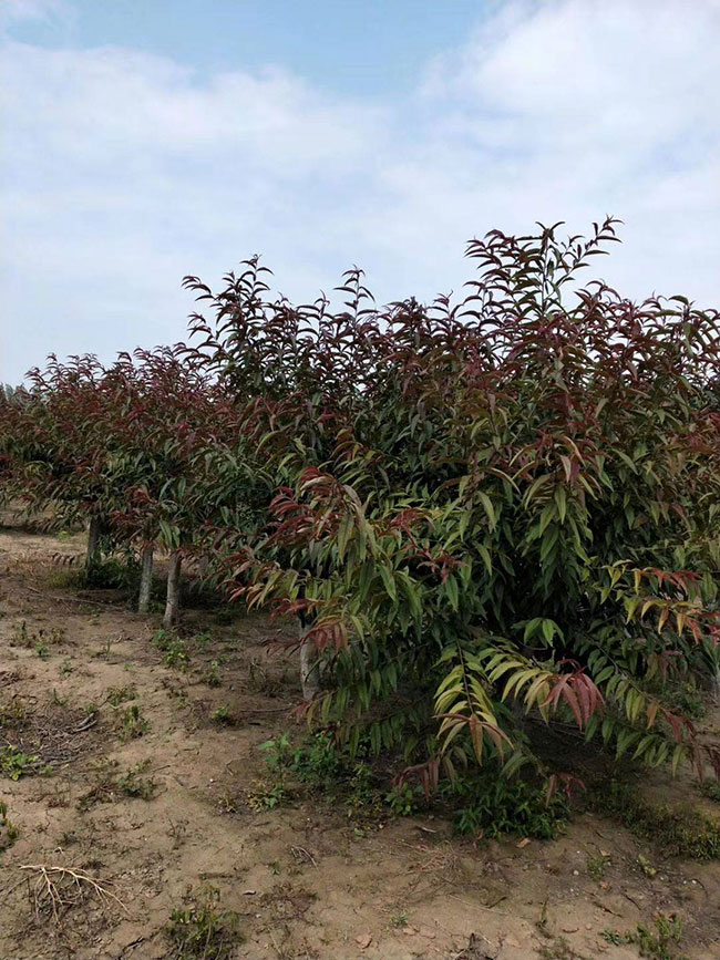 紅葉碧桃種子如何種植?紅葉碧桃種植經(jīng)驗