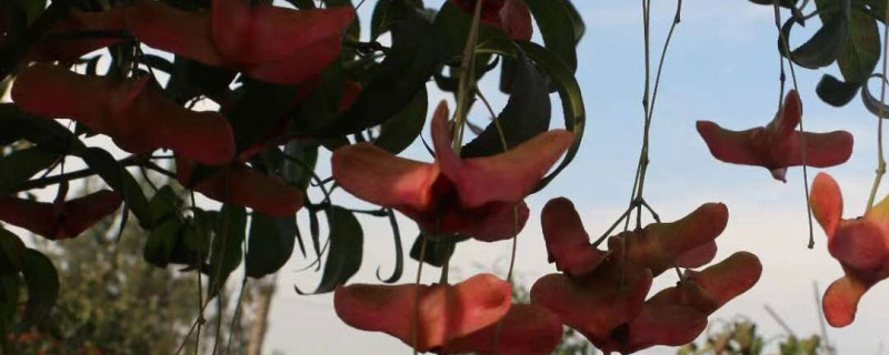 9公分金絲吊蝴蝶多少錢(qián)一棵