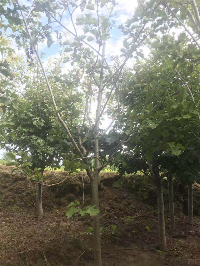 沭陽長(zhǎng)景園林山楂種植基地實(shí)拍圖片