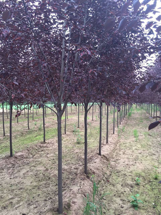 紫葉稠李種子幾月播種最好?紫葉稠李播種技術