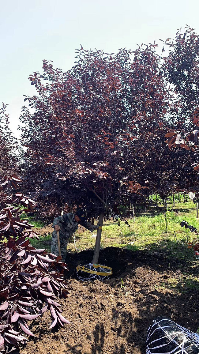 紫葉稠李種子幾月播種最好?紫葉稠李播種技術