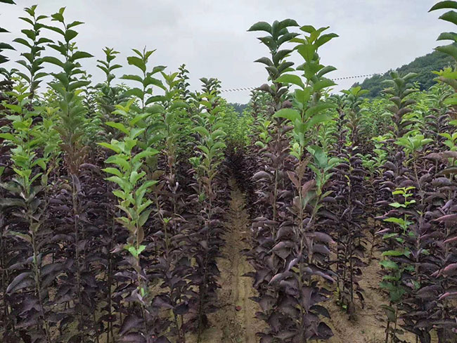 紫葉稠李花語是什么?紫葉稠李花語寓意和象征