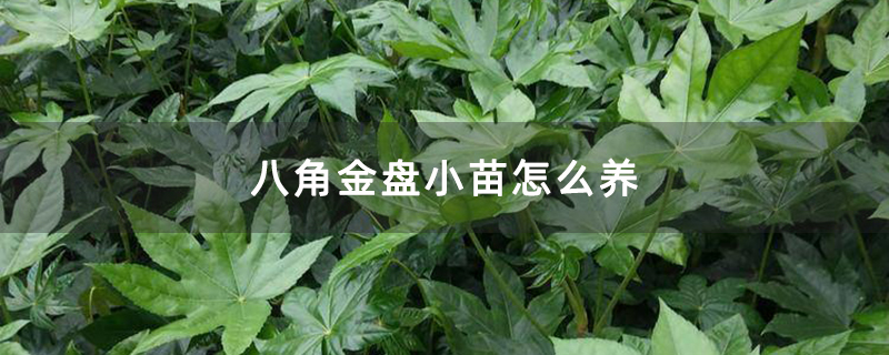 八角金盤小苗怎么養(yǎng)