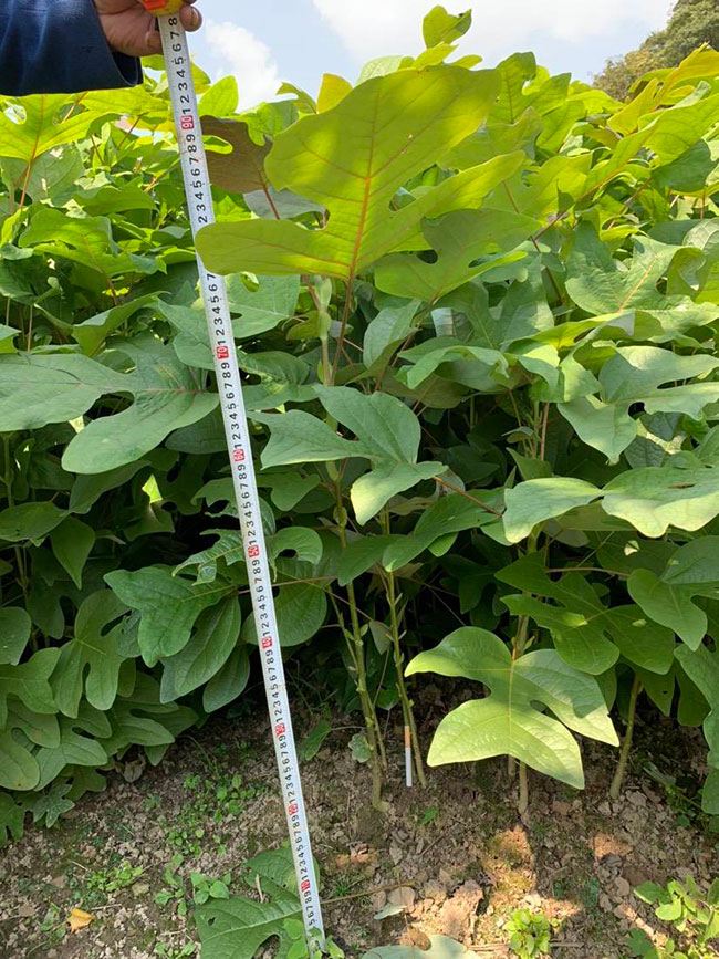 馬褂木價(jià)格 市場(chǎng)最新馬褂木價(jià)格行情