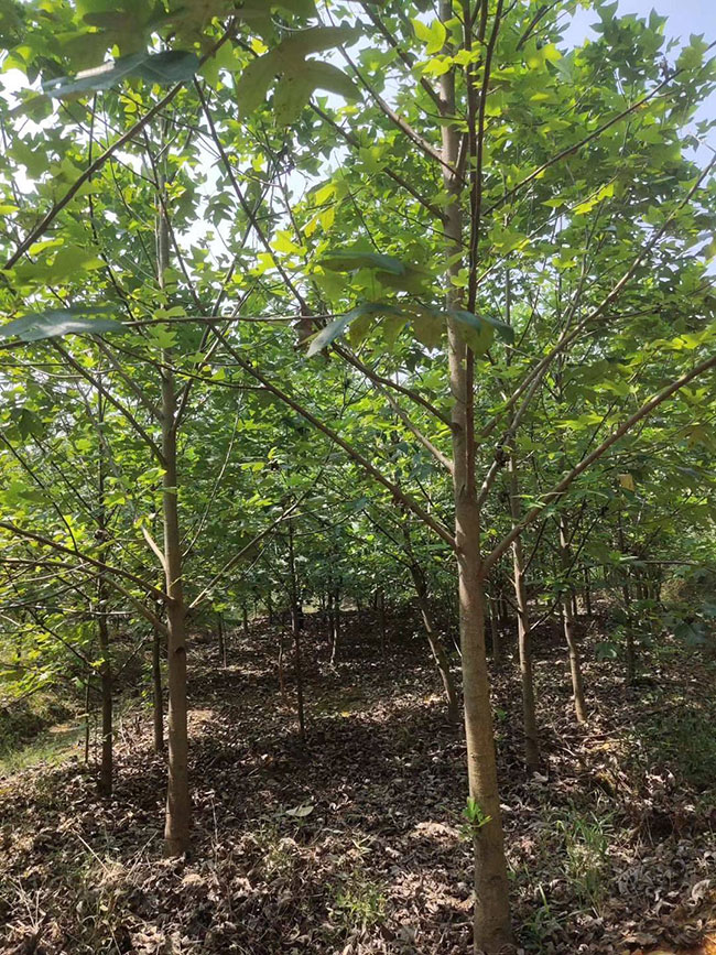 馬褂木價(jià)格 市場(chǎng)最新馬褂木價(jià)格行情