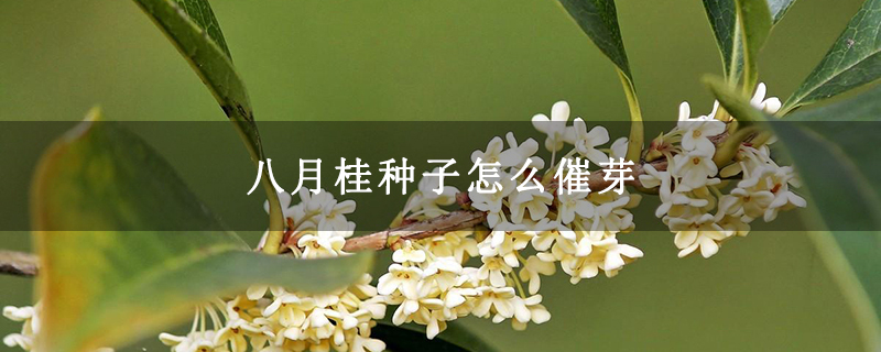 八月桂種子怎么催芽