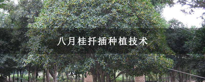 八月桂扦插種植技術(shù)