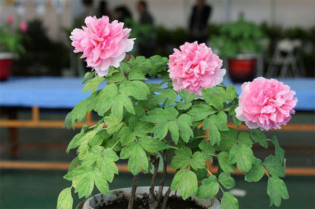 牡丹幾月種植?牡丹種子種植技術(shù)