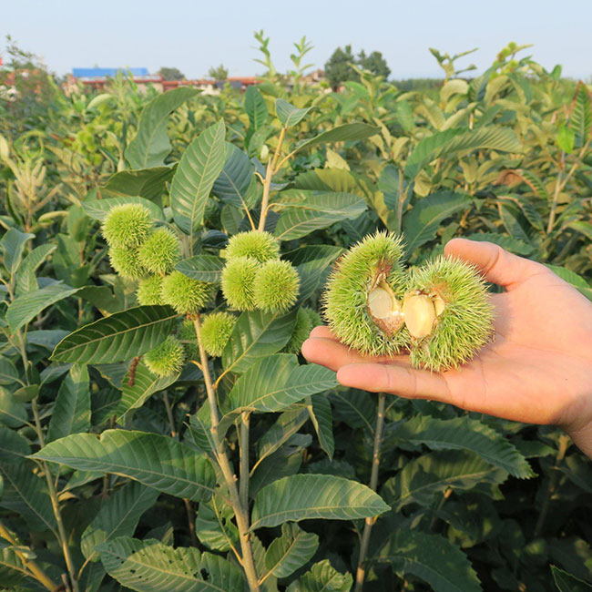 板栗苗多少錢(qián)一棵?板栗苗哪個(gè)品種最好?