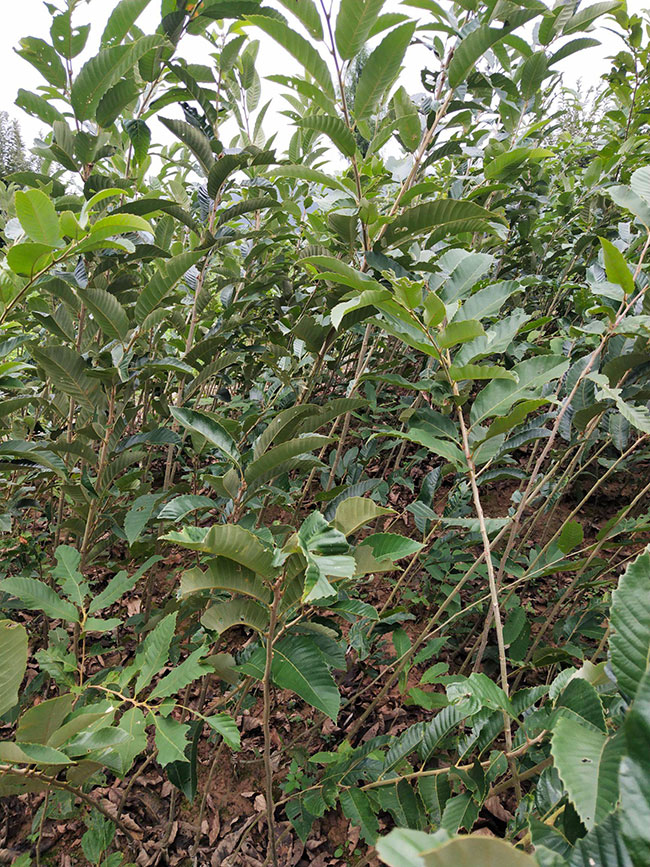 板栗苗多少錢(qián)一棵?板栗苗哪個(gè)品種最好?