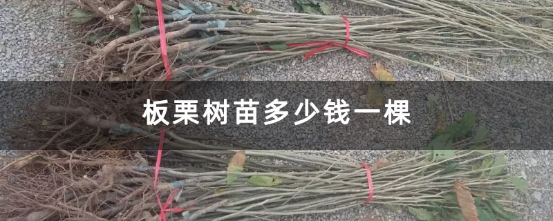 板栗樹(shù)苗多少錢(qián)一棵