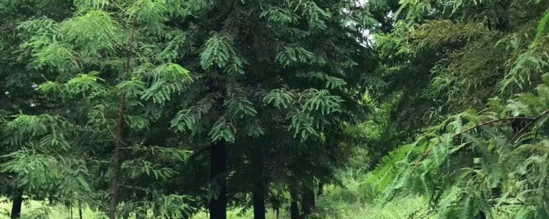 10公分東方杉多少錢(qián)一棵