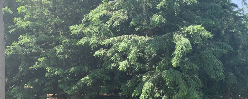 4公分東方杉價(jià)格多少錢(qián)一棵