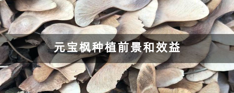 元寶楓種植前景和效益