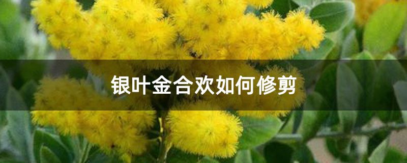 銀葉金合歡如何修剪