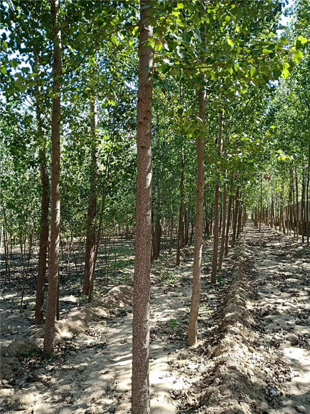 速生楊種植基地實拍