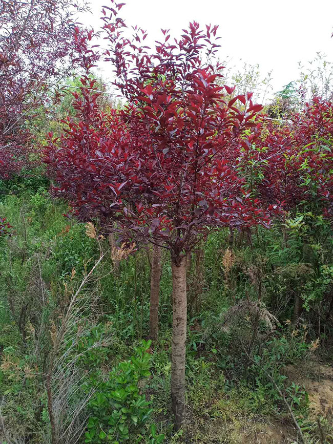 紫葉矮櫻可以扦插繁殖嗎?紫葉矮櫻扦插技術(shù)