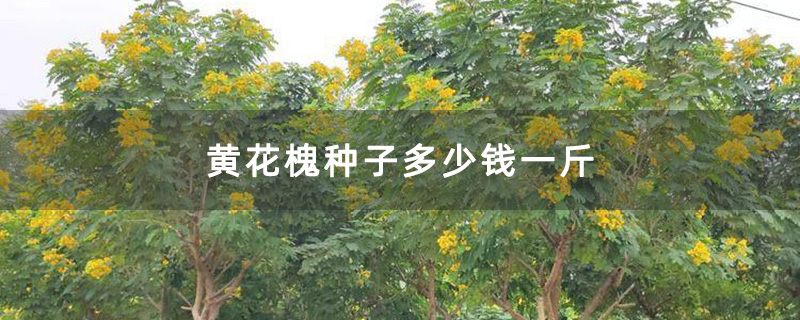 米徑8公分黃花槐樹苗