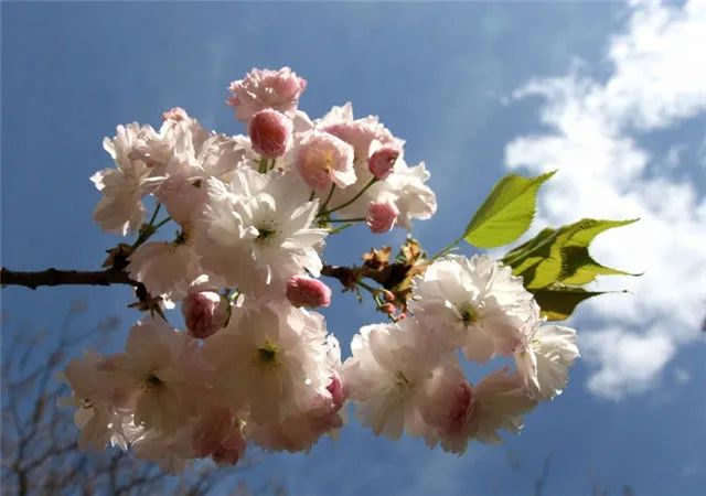 1672623637608020.jpg 河津櫻.jpg