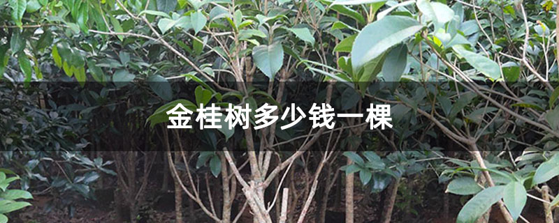 金桂樹多少錢一棵