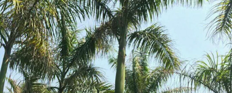 1.5米大王椰子樹苗價(jià)格多少錢一棵
