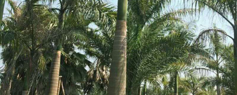 4米大王椰子樹價(jià)格多少錢一棵