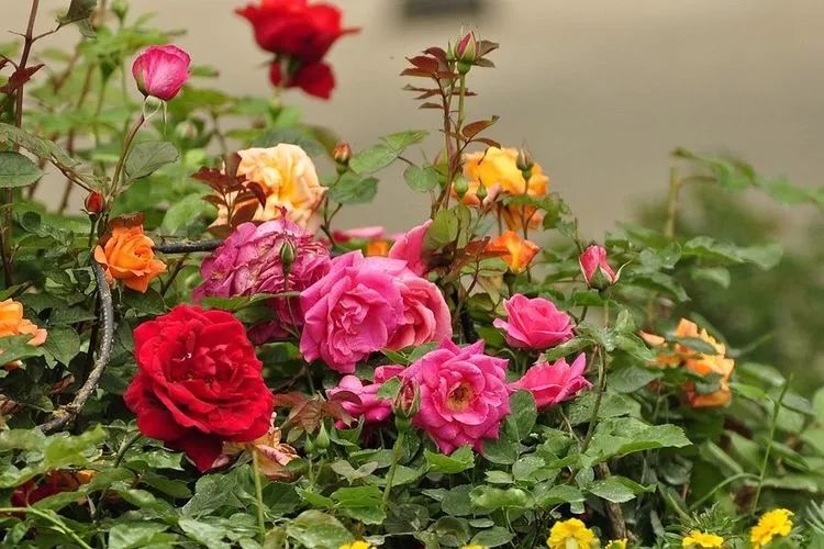 1672650382163662.jpg 微信圖片_20221126211636.jpg