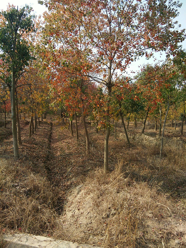 烏桕樹(shù)苗價(jià)格多少錢(qián)一棵?烏桕樹(shù)苗種植方法和注意事項(xiàng)