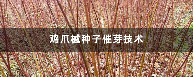 雞爪槭種子催芽技術(shù)